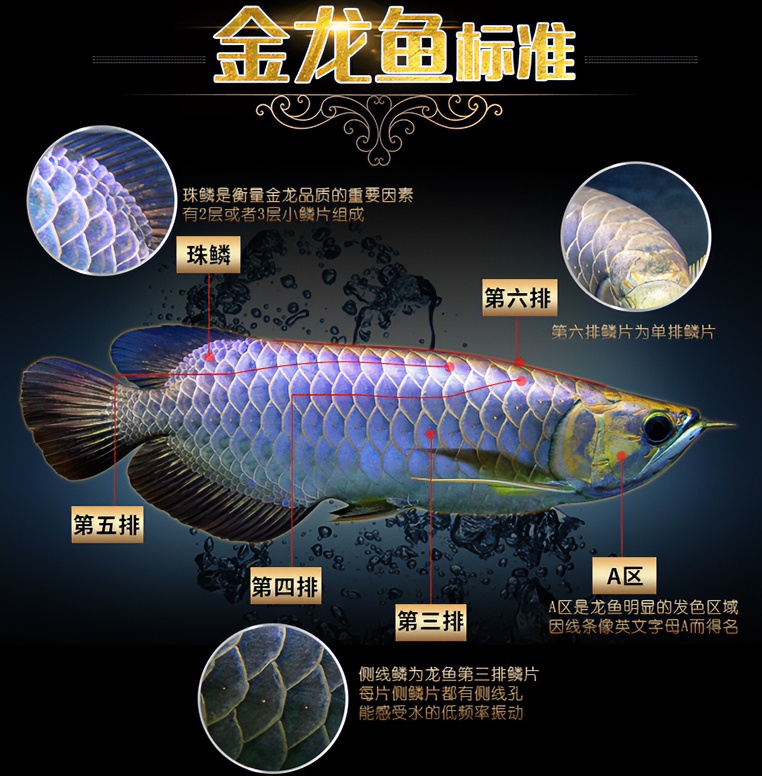 龙鱼活体过背金龙鱼古典蓝底练手鱼苗印尼辣椒超血红龙热带观赏鱼