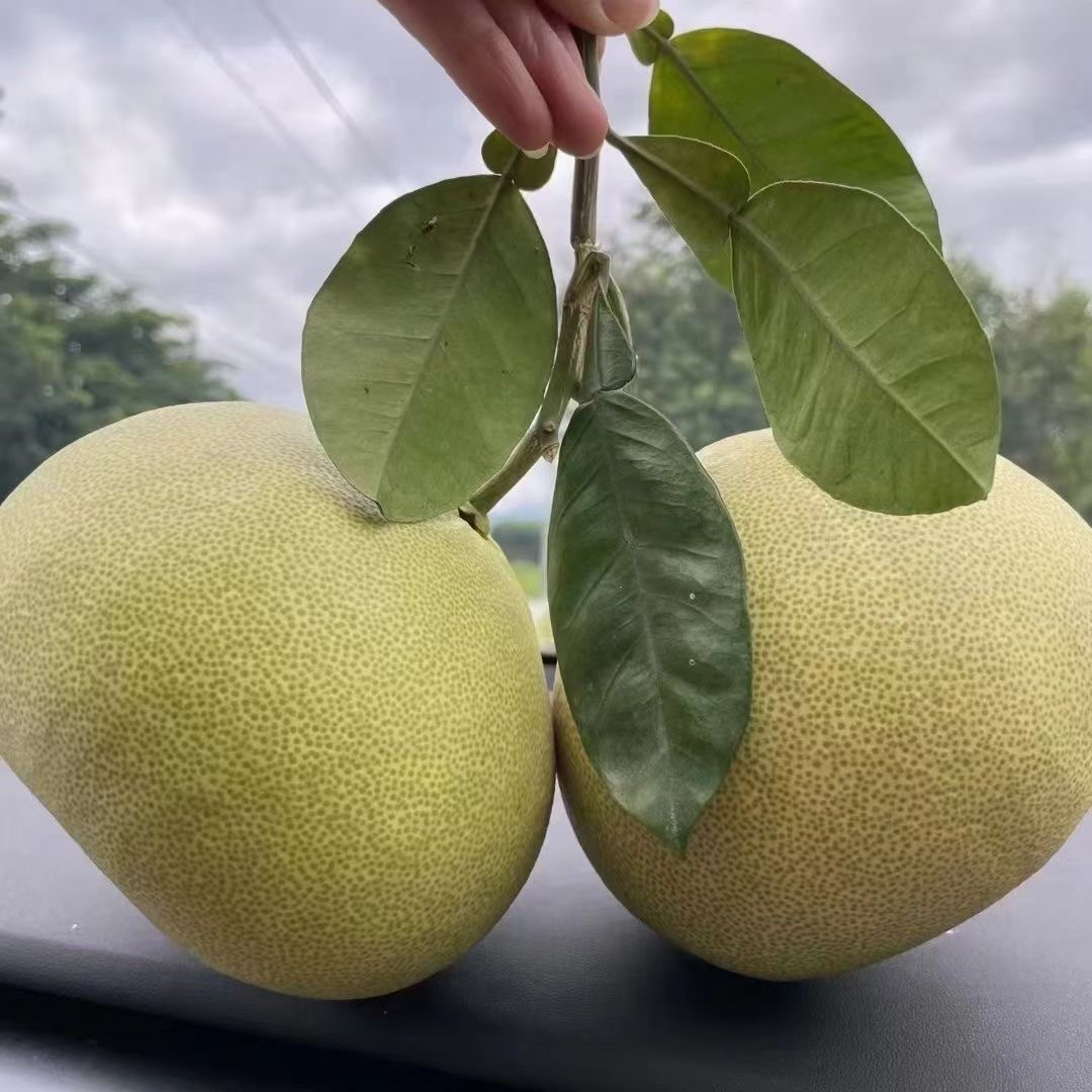 福建仙游老树文旦柚新鲜采摘鲜嫩多汁5-30斤