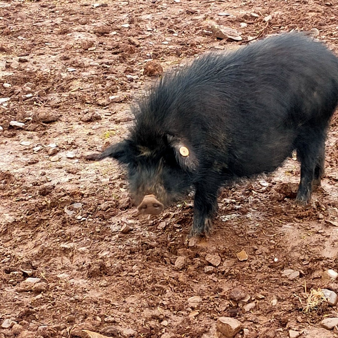 高海拔原生态散养藏香猪生鲜肉猪头