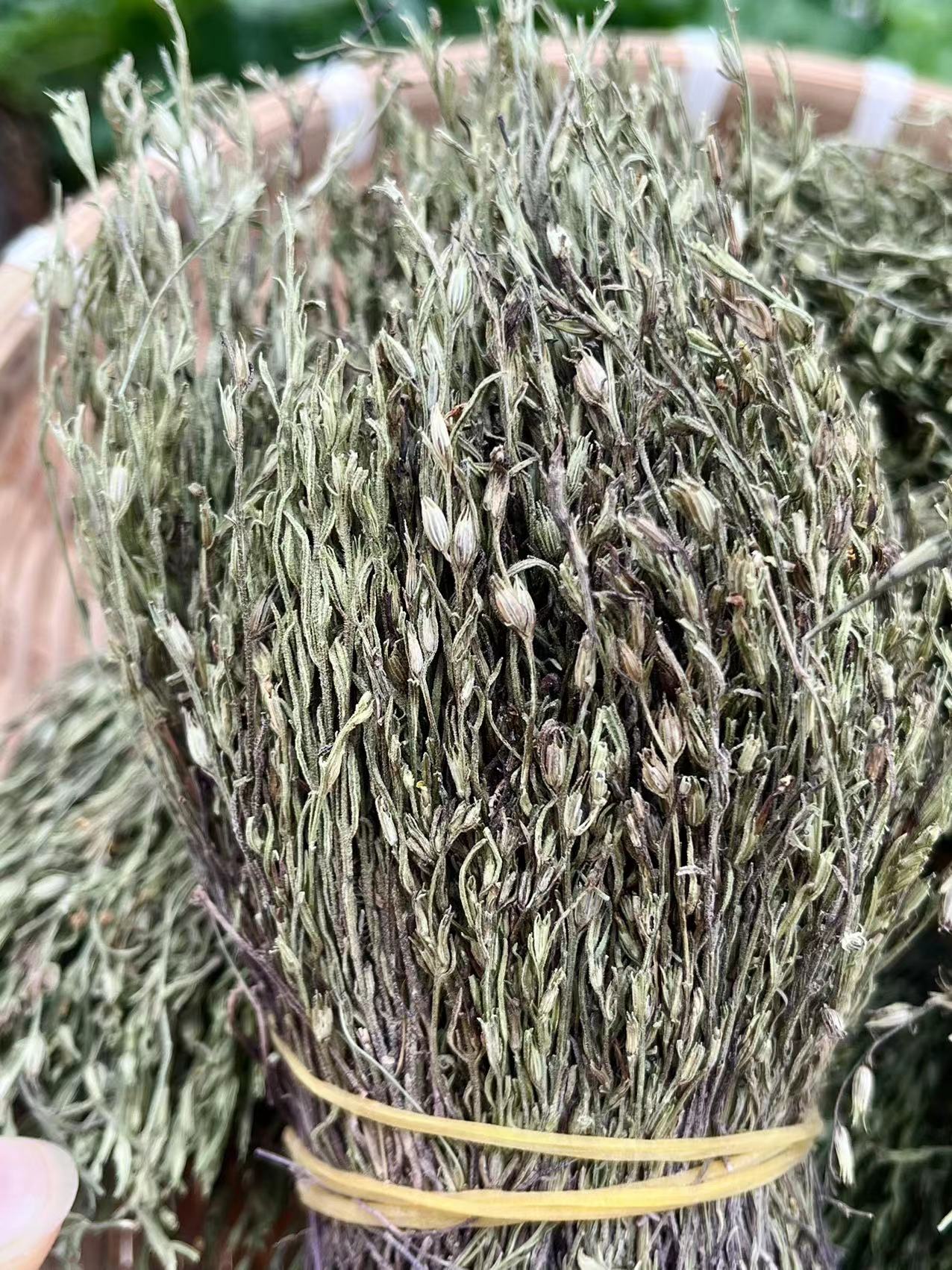 【肥妹精选】优质干货整株煲汤独脚金矮脚根茎30g/50g/100g/