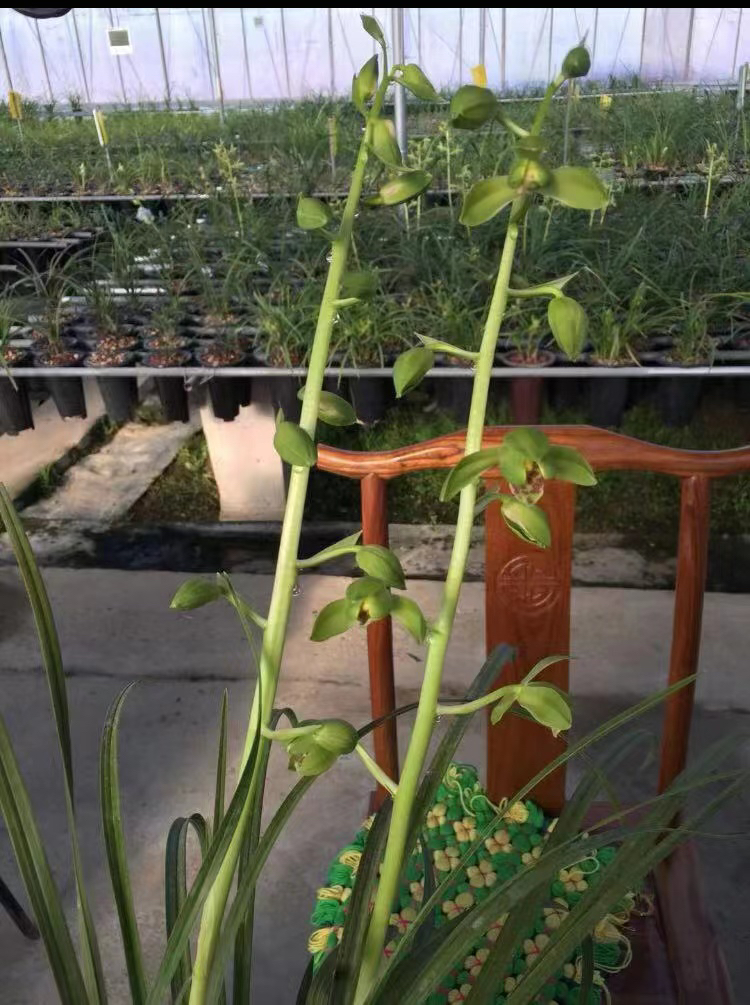 兰花直播一物一拍专用请勿随意下单