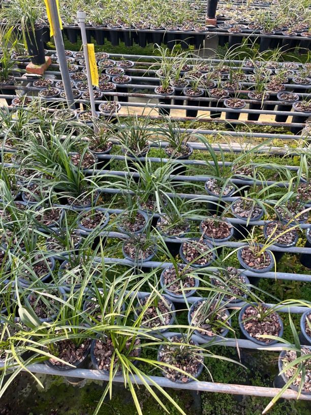 国兰兰花一物一拍专用万能链 请勿随意下单