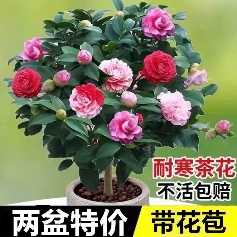 树苗盆栽重瓣大花室内外耐寒好养浓香型四季常青包活当年开花