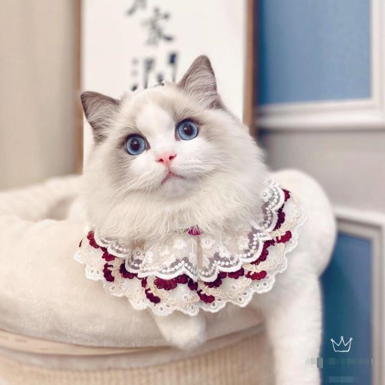 猫咪围脖狗狗宠物项圈铃铛蝴蝶结领结蕾丝针织口水巾围嘴项链