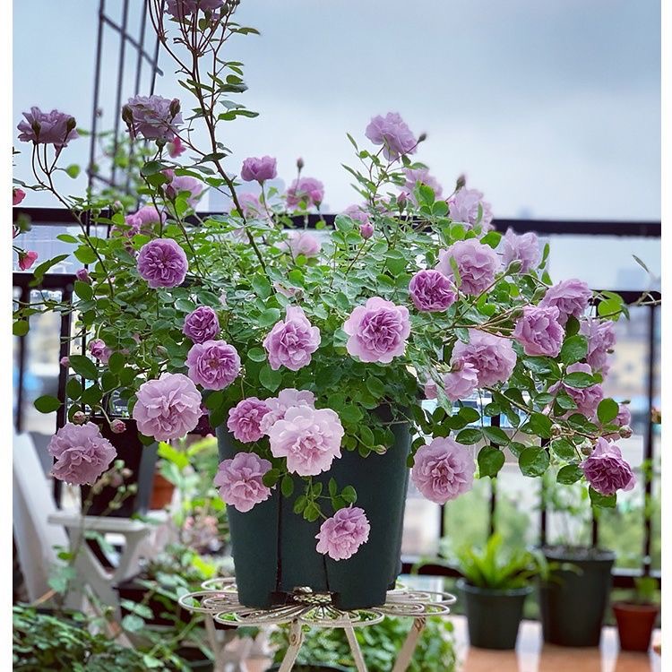 蓝色阴雨爬藤月季带花苞阳台摆放拱门庭院围墙欧月开勤花藤本耐寒