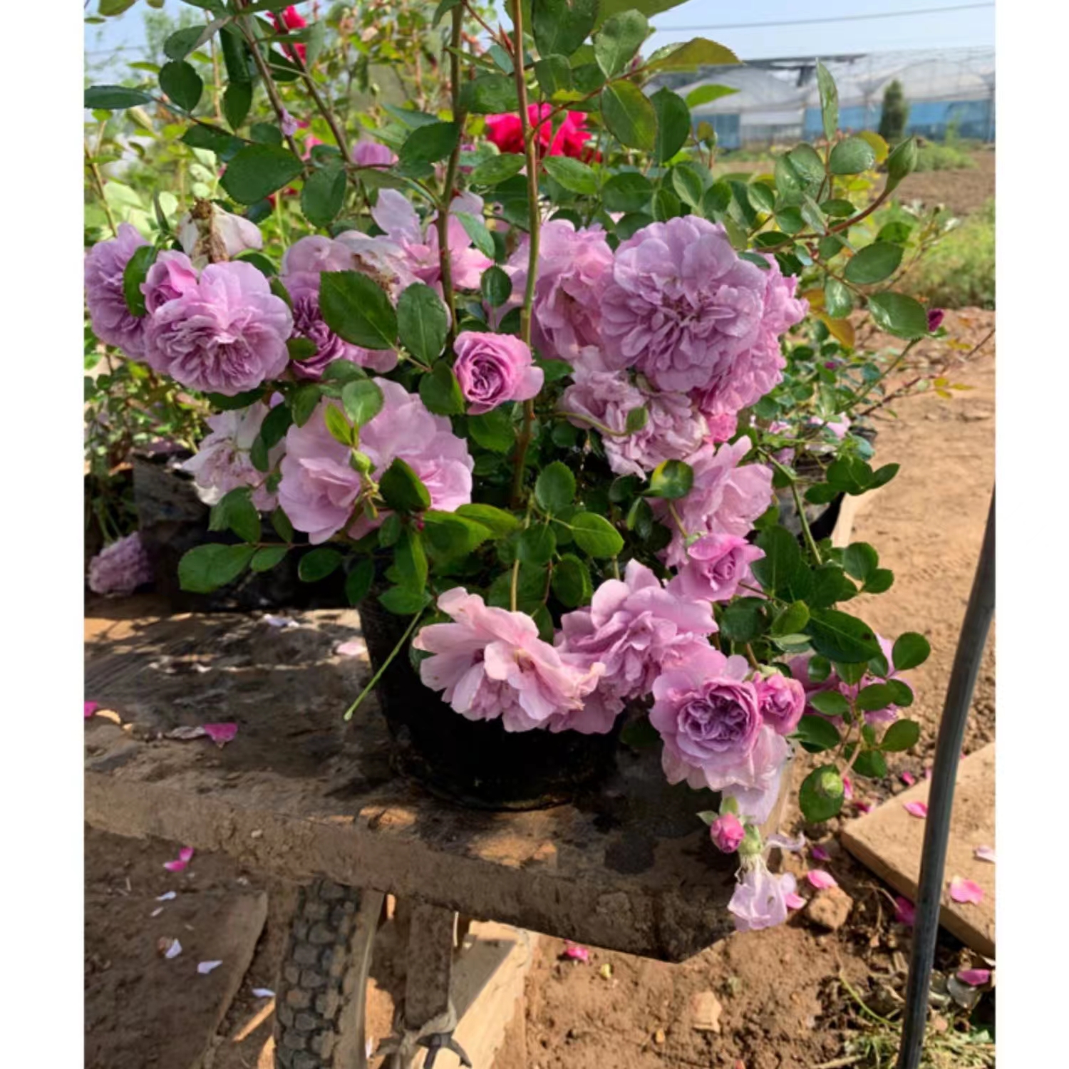 四季开花爬藤月季