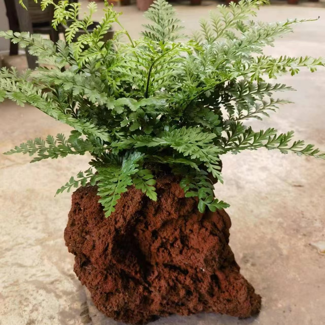 云南天然火山石（自选链接）疏松透气好看花盆