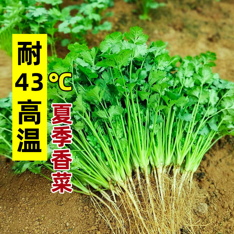 四季香菜种子阳台夏季耐热小香菜盆栽蔬菜种植大叶香菜籽蔬果种子