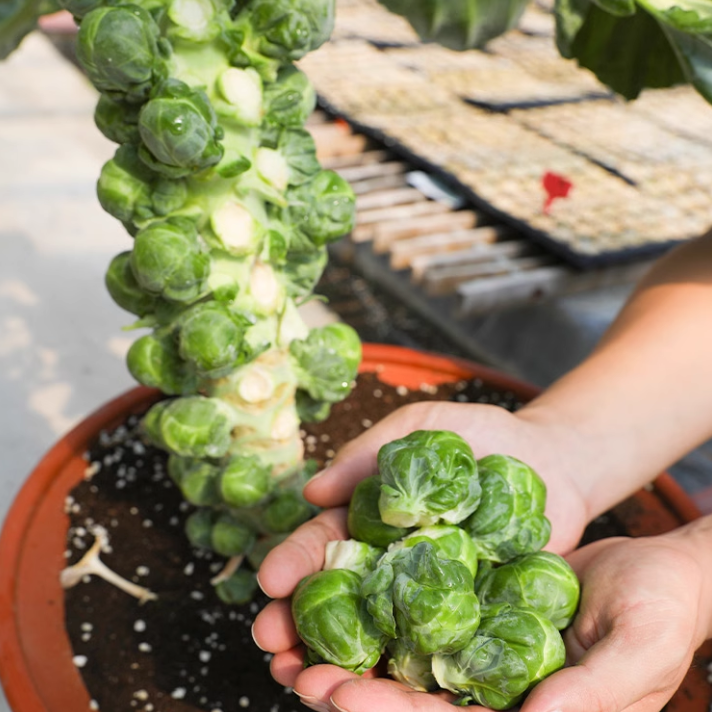孢子甘蓝种子盆栽地栽观赏蔬菜春秋播蔬菜种子阳台种植芥兰包菜