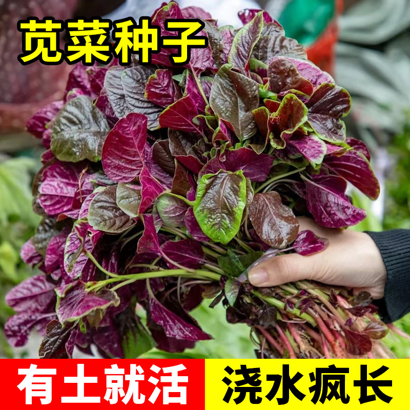 【红苋菜种子】苋菜种籽四季冬汉菜蔬菜种孑秧苗家庭阳台种植盆栽