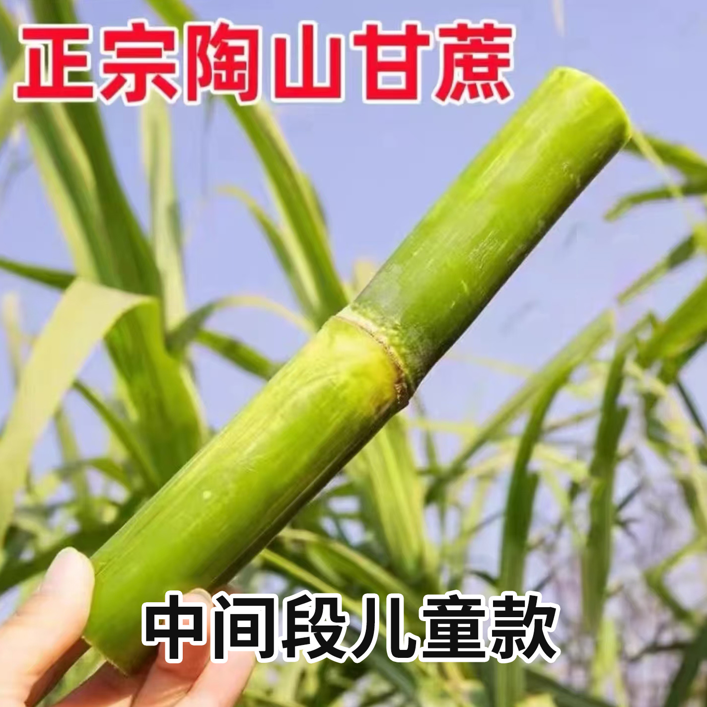 顺丰包邮陶山甘蔗儿童款比较细适合儿童适用应季现砍现发