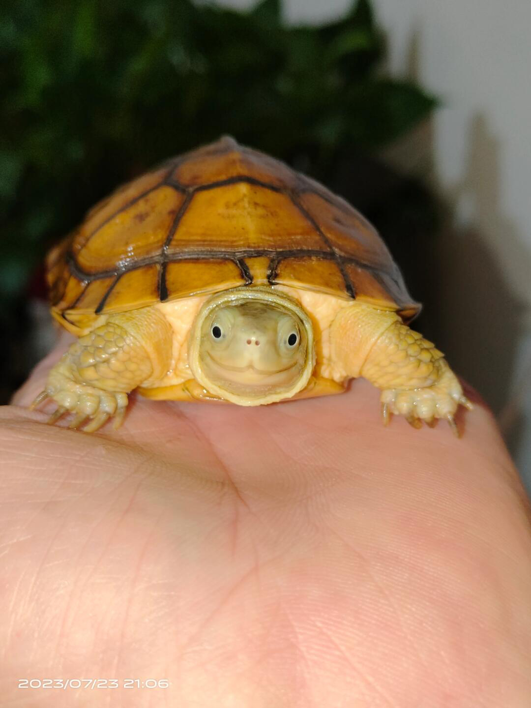 超萌好物人工合法养殖小青黄喉拟水龟苗乌龟活体发色龟三黄小青