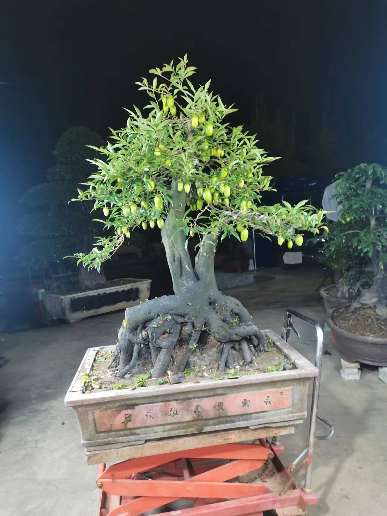 老桩血红果金弹子
