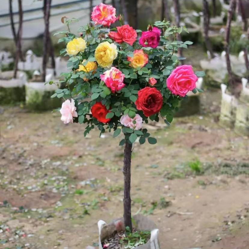 一棵棒棒糖树桩月季备注品种一个