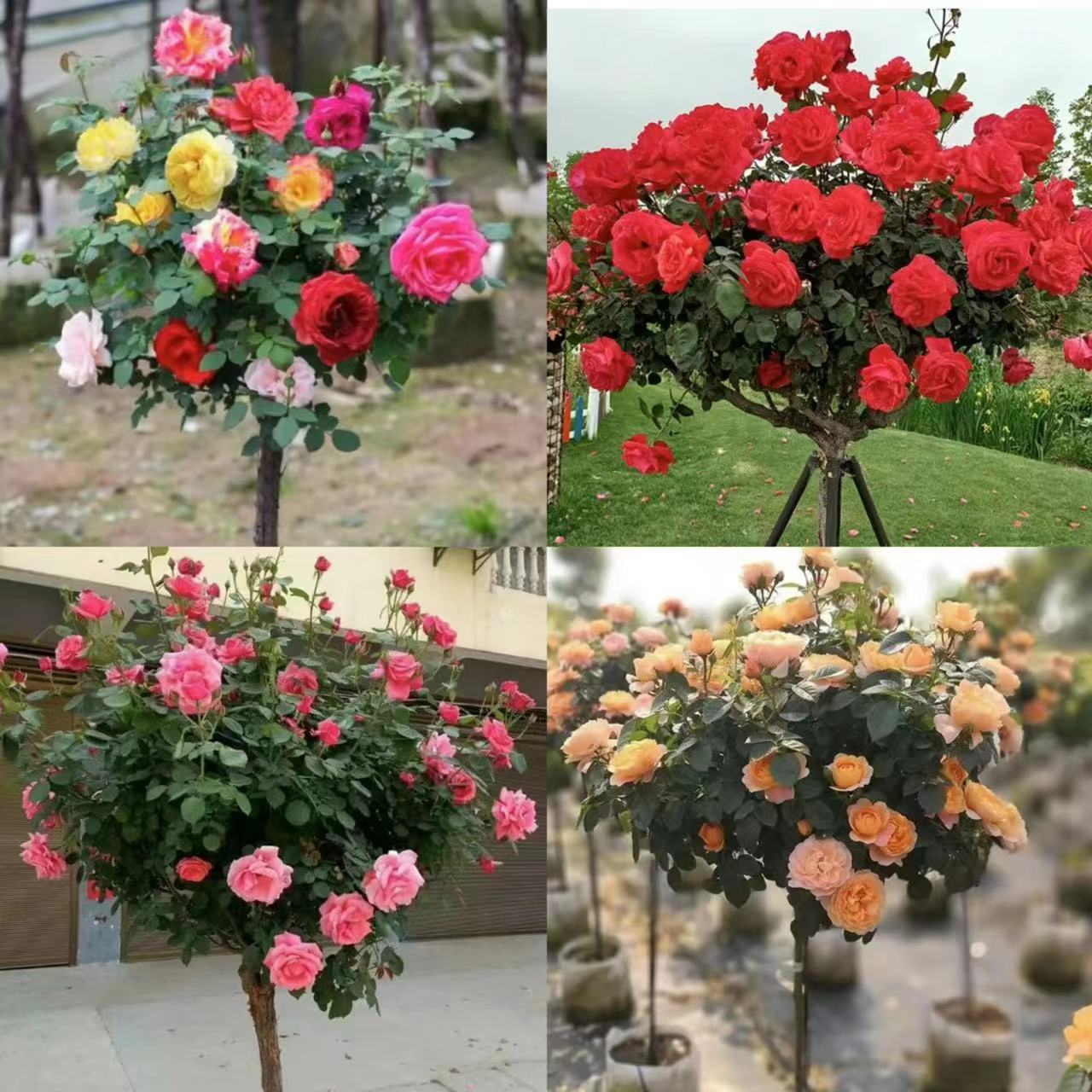 (九十九四棵)多色+红菲扇+粉扇+果汁阳台四棵树桩月季