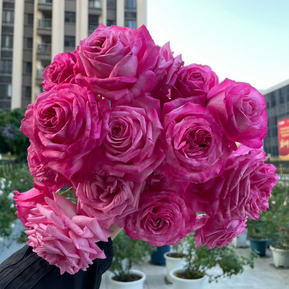 桃灼蓝天月季花苗开花玫瑰四季盆栽花卉爬藤植物藤本蔷薇树苗绿植