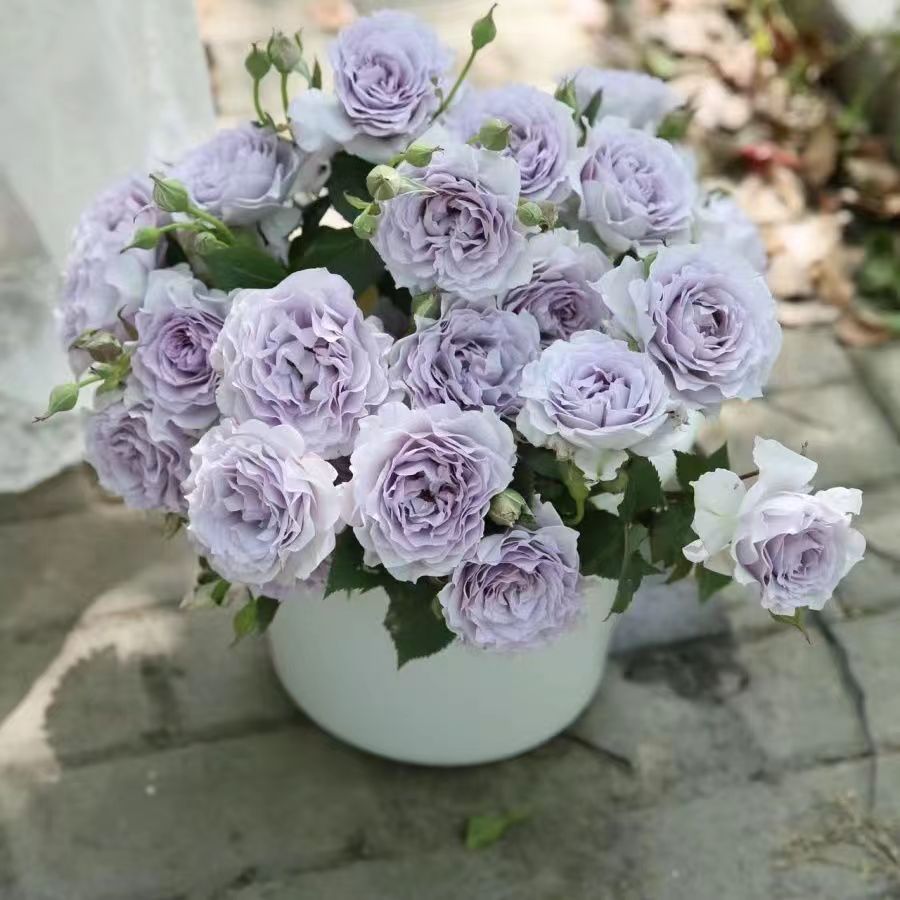 【霁色】月季花苗四季浓香灌木大花苗阳台盆栽庭院地栽切花玫瑰欧月