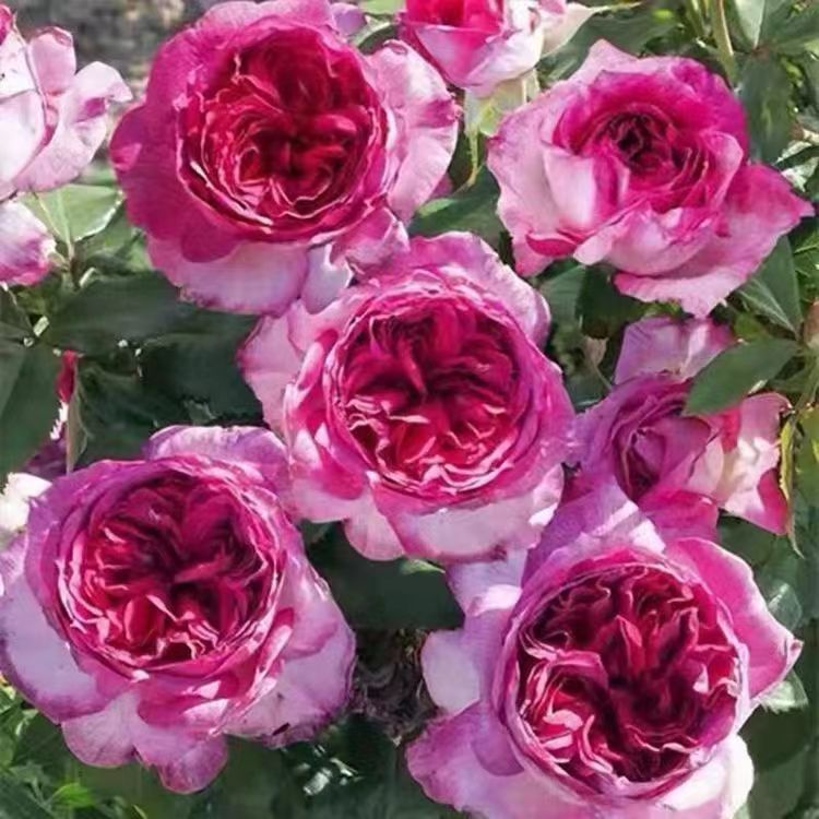 【蓝莓蛋糕】月季花大苗戴尔巴德特大花浓水果香四季阳台庭院花卉