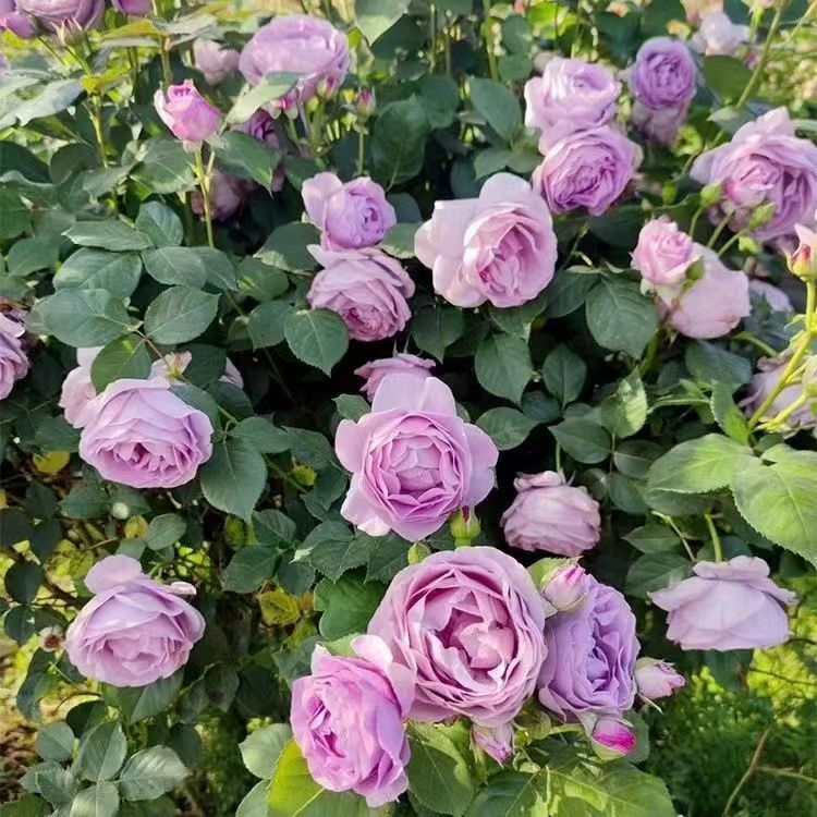 【蓝色风暴】月季花苗盆栽灌木大花切花月季多头玫瑰盆栽月季大苗