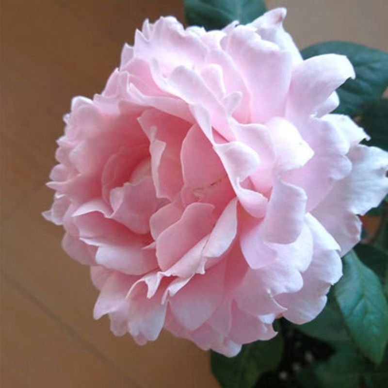 【索菲罗莎】月季花大苗盆栽淡粉色阳台四季大花波浪边浓香苏菲罗莎