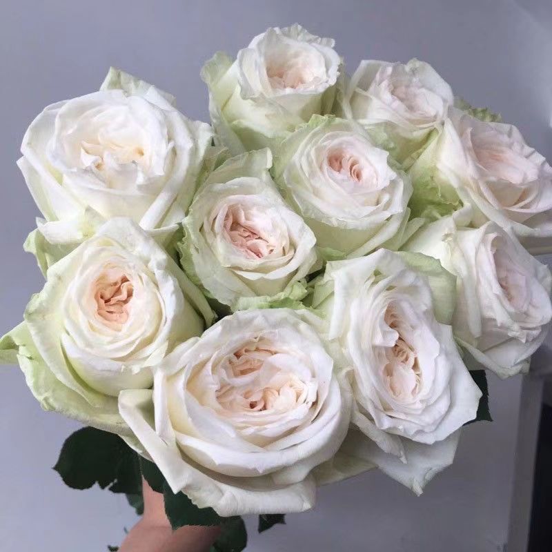 【白荔枝】中苗 扦插切花玫瑰花苗 果香浓香 大花月季 勤花绿植盆栽
