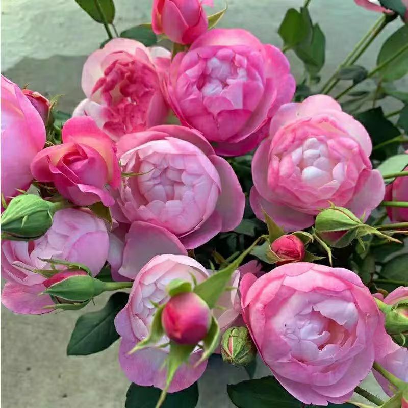 【草莓杏仁饼】月季花大苗四季花园阳台灌木盆栽多头包子型桃粉色