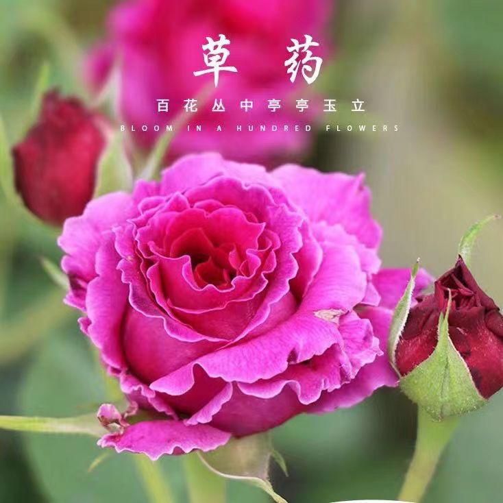 【草药】月季花苗四季浓香灌木大花苗阳台盆栽庭院地栽切花玫瑰欧月