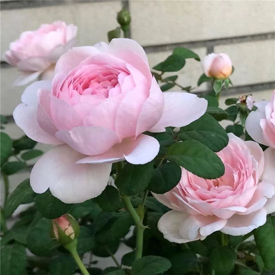 【瑞典女王】 灌木包子 月季花苗 盆栽植物多季节景观