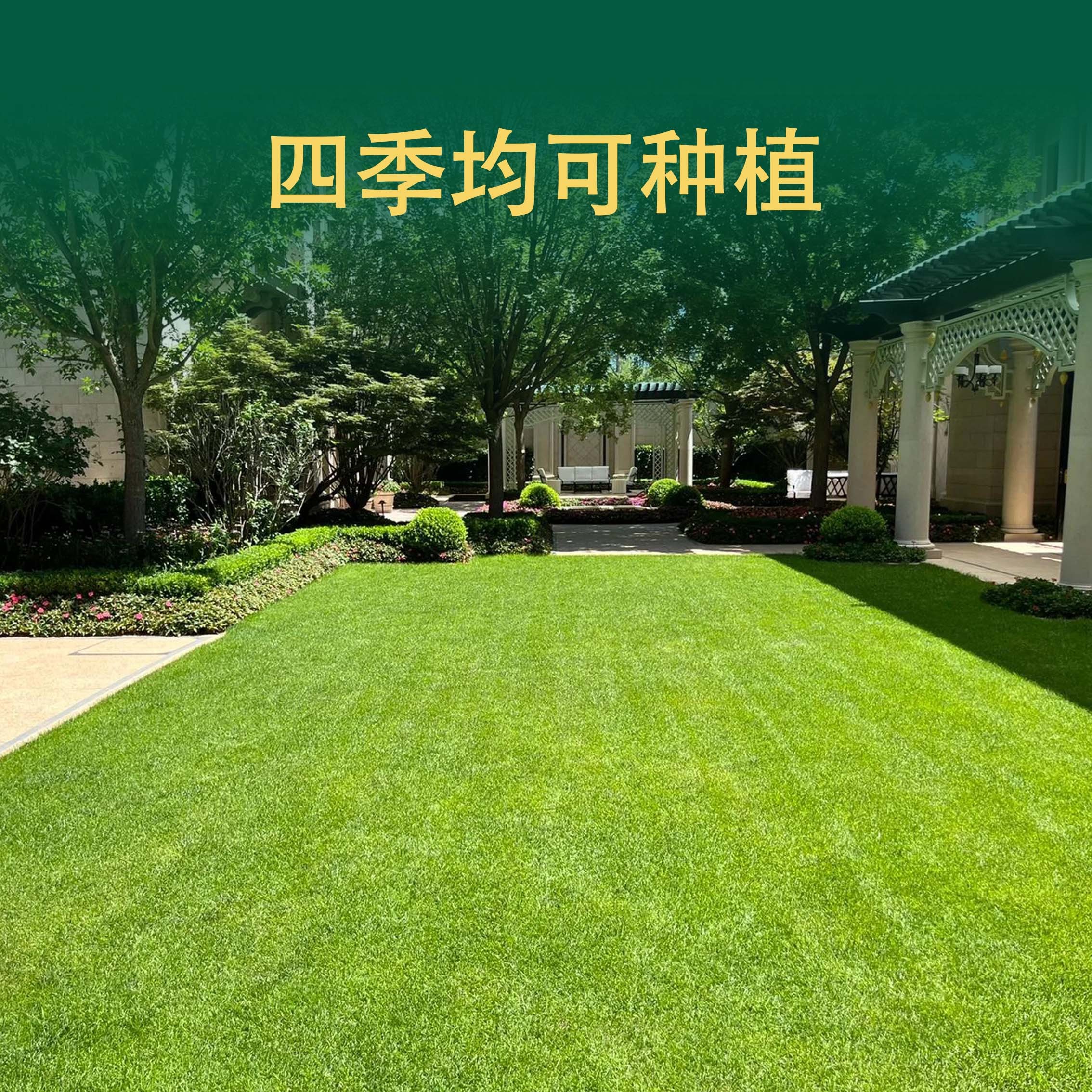 草坪种子绿化黑麦草高羊茅护坡专用【植被复绿混播】