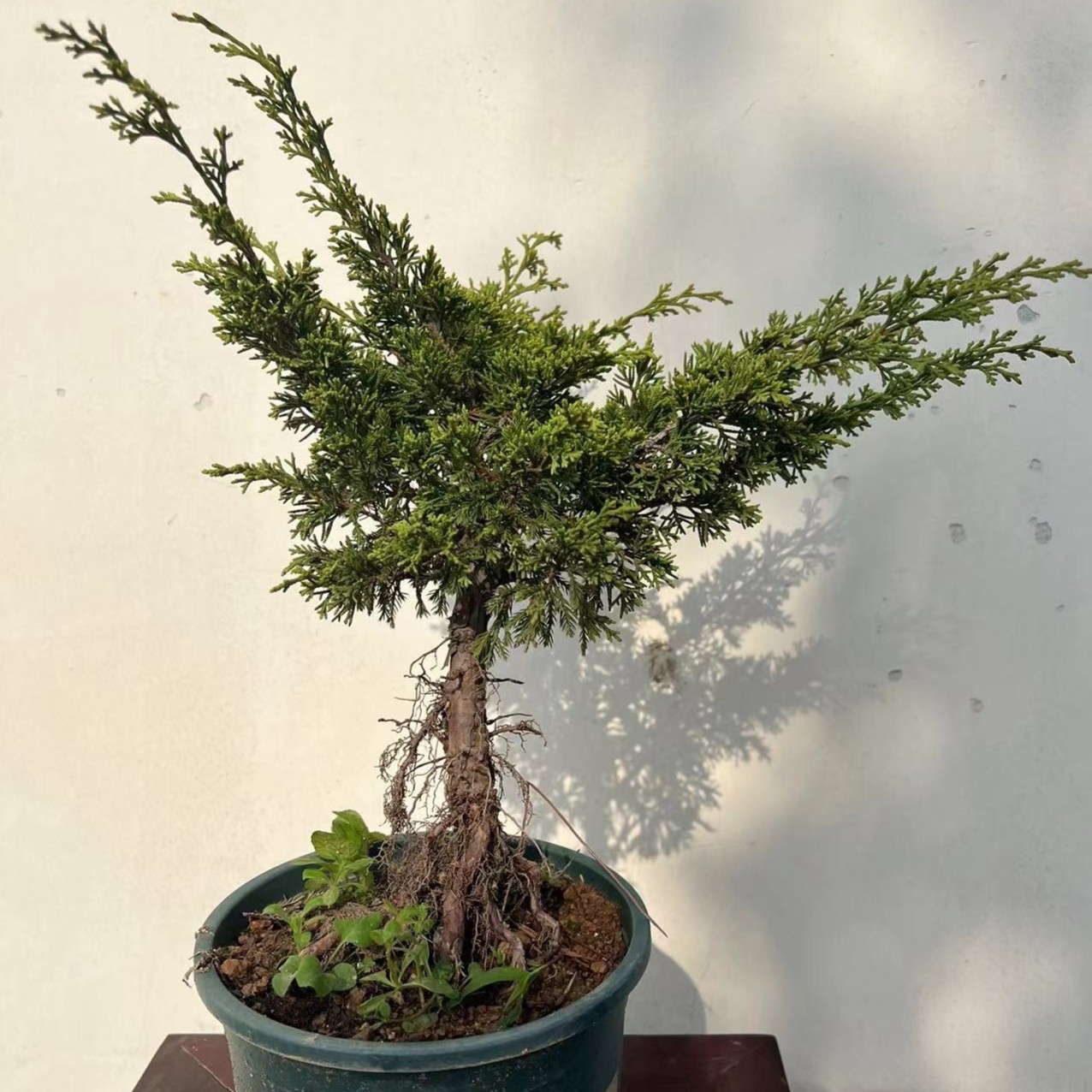 系鱼川真柏盆景（一物一拍）直播间选品，选对应价格下单不要乱拍