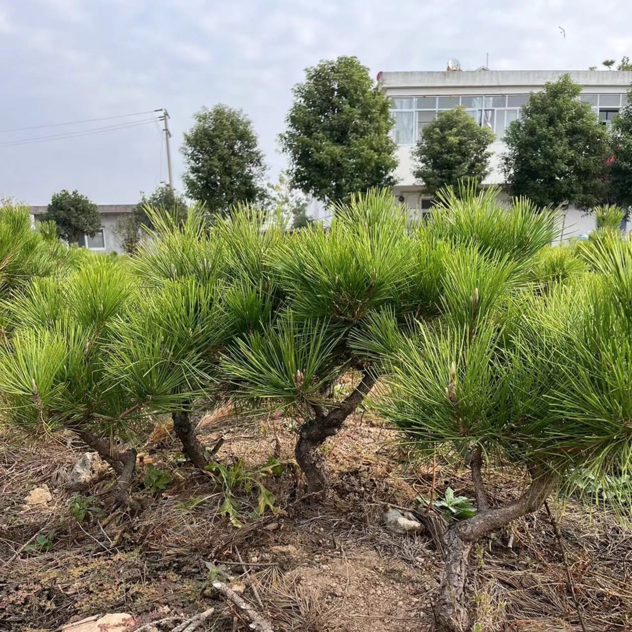 黑松盆景（一物一拍）直播间选品，选对应价格下单！不要乱拍！