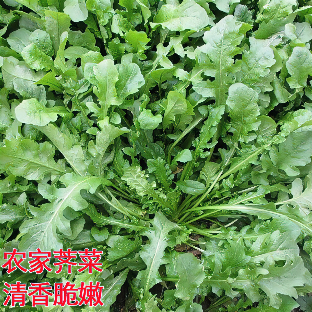 【精选】大叶荠菜种子农家蔬菜阳台小院盆栽荠菜种子