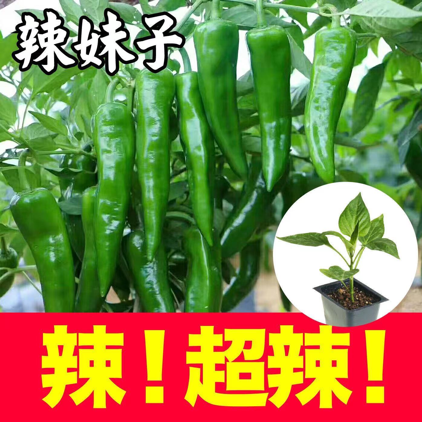 寿光辣妹子辣椒秧苗超辣特香青红辣椒带土优质穴盘苗种植盆栽种子