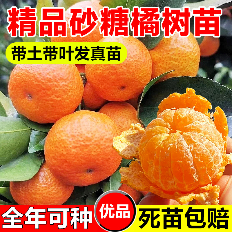 沙糖桔苗嫁接砂糖橘果树苗带叶带泥球南北方盆栽地栽种植果苗大全