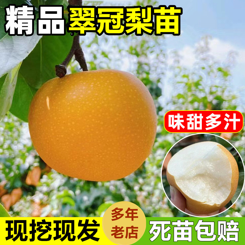 【带土真苗】梨子树苗正宗嫁接翠冠梨果树苗南方北方种植果树大全