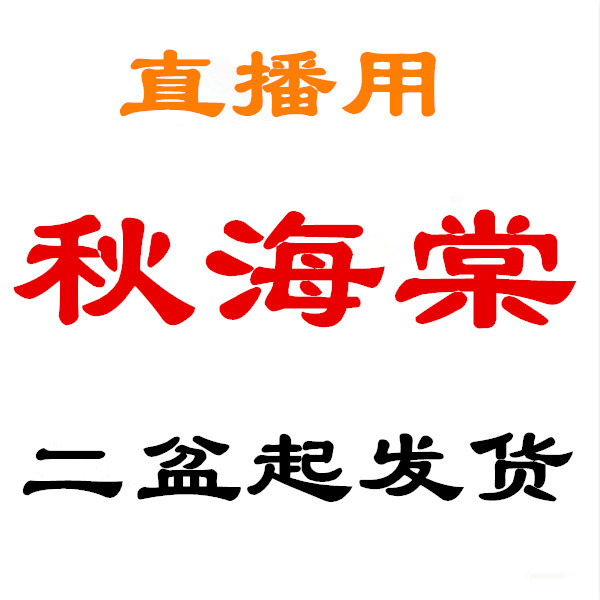2.23【二盆起发  秋海棠盆栽闷养类】鳟鱼室内彩叶芋海芋海棠观叶水