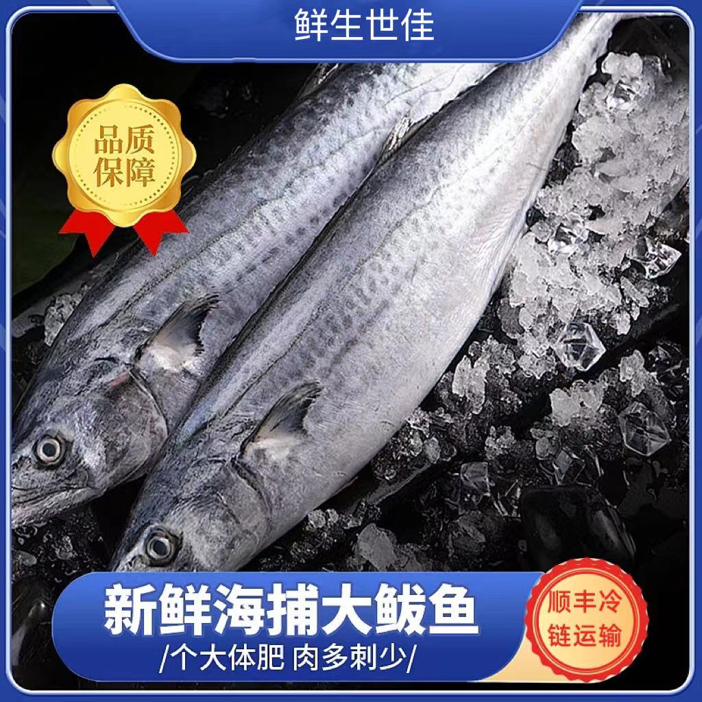 青岛野生鲅鱼/马鲛鱼1条（1.5/1.7斤） 3条 4.5斤以上 鲜鱼速冻发货