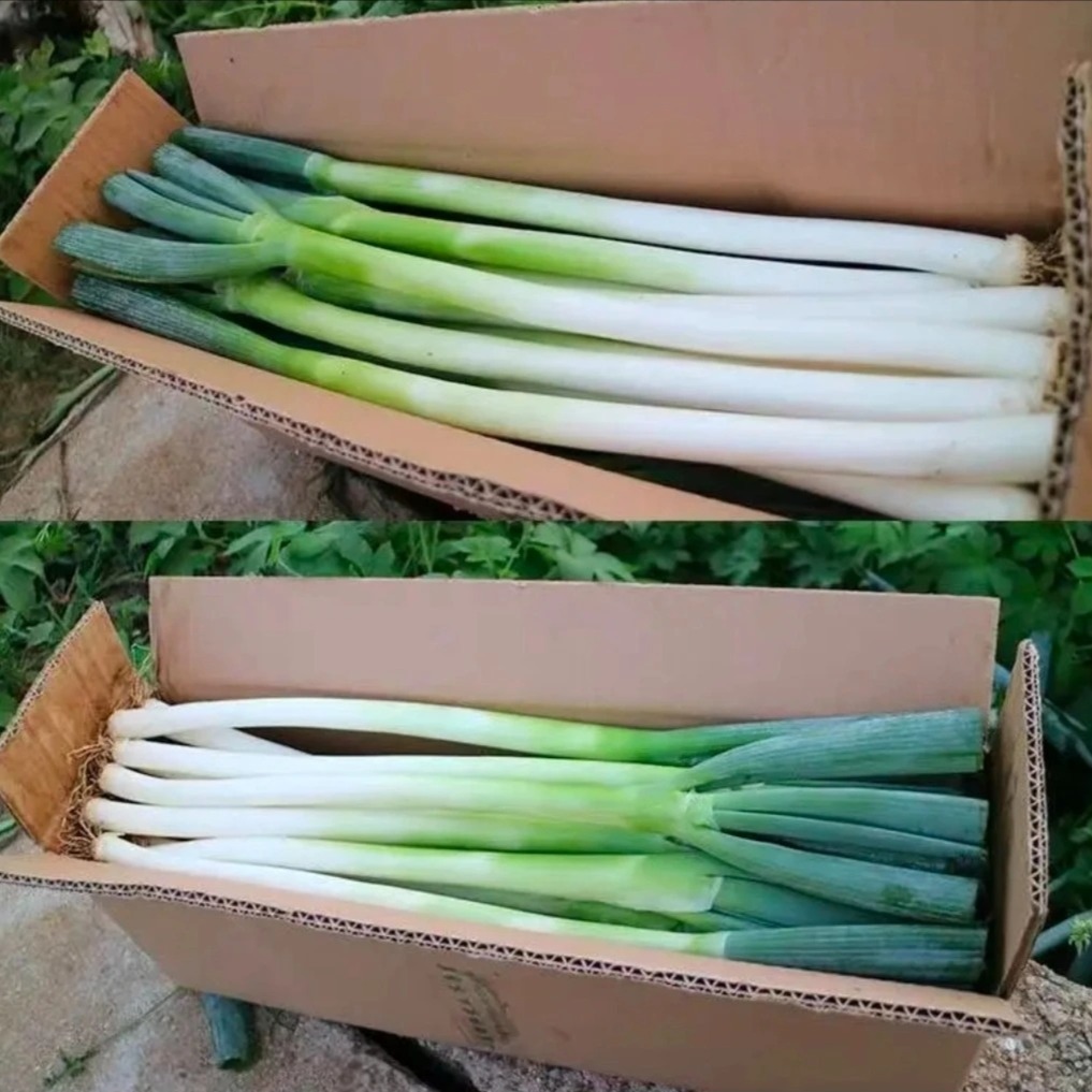 东北大葱新鲜到家，现摘现发