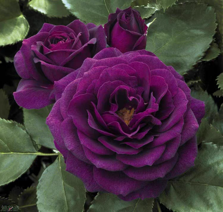 月季花苗 海潮之声月季 浓香丰花月季 庭院多头月季盆栽 四季开花