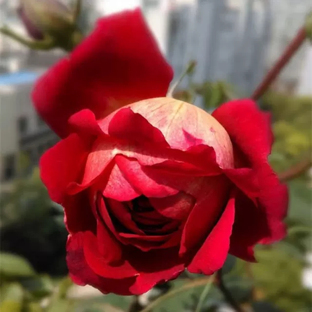 马萨德医生 月季扦插花苗大花浓香复色灌木丰花花卉绿植