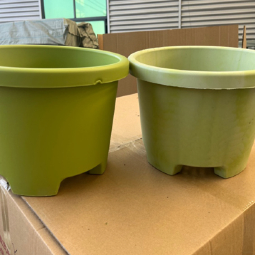 球根盆百合朱顶红草莓球根盆介意慎拍