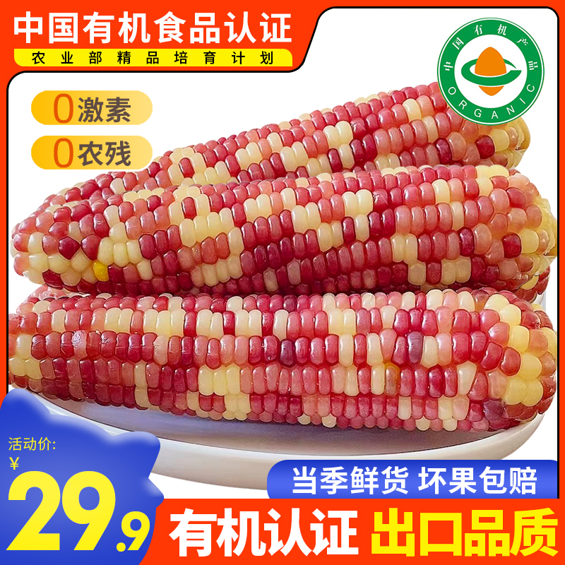 彩糯玉米8条 非转基因苞谷真空包装粘玉米棒甜糯新鲜