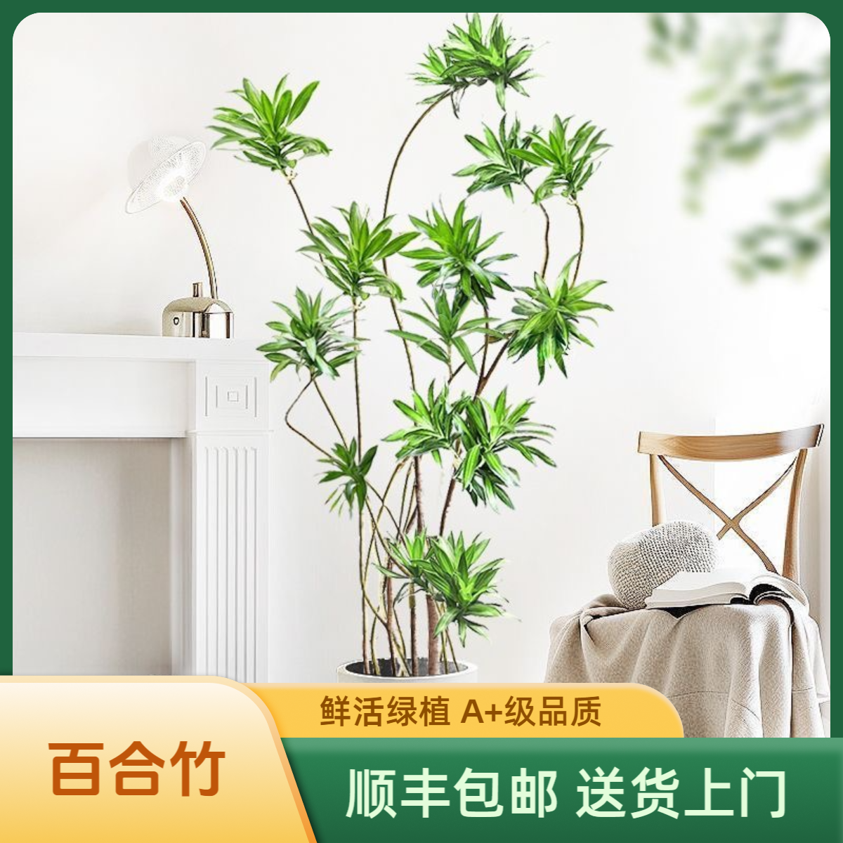 【大客厅必备】室内客厅必备绿植 老桩金心百合竹 净化空气装饰空间