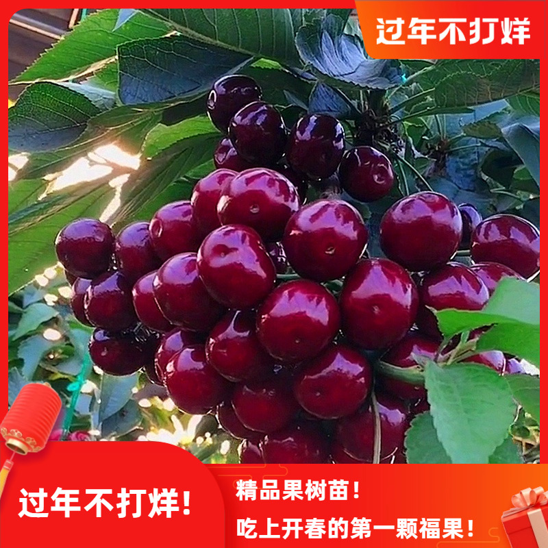 车厘子树苗大樱桃树苖南方北方种植盆栽地栽当年结果水果果树果苗