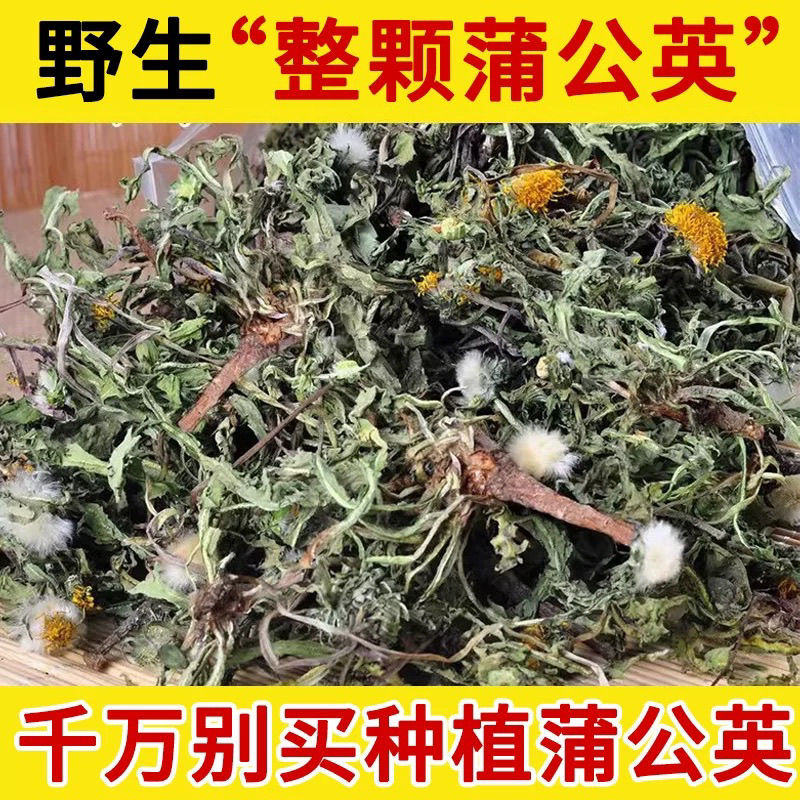 整株蒲公英手工筛选袋装全颗带根全颗蒲公英婆婆丁蒲公英泡水喝