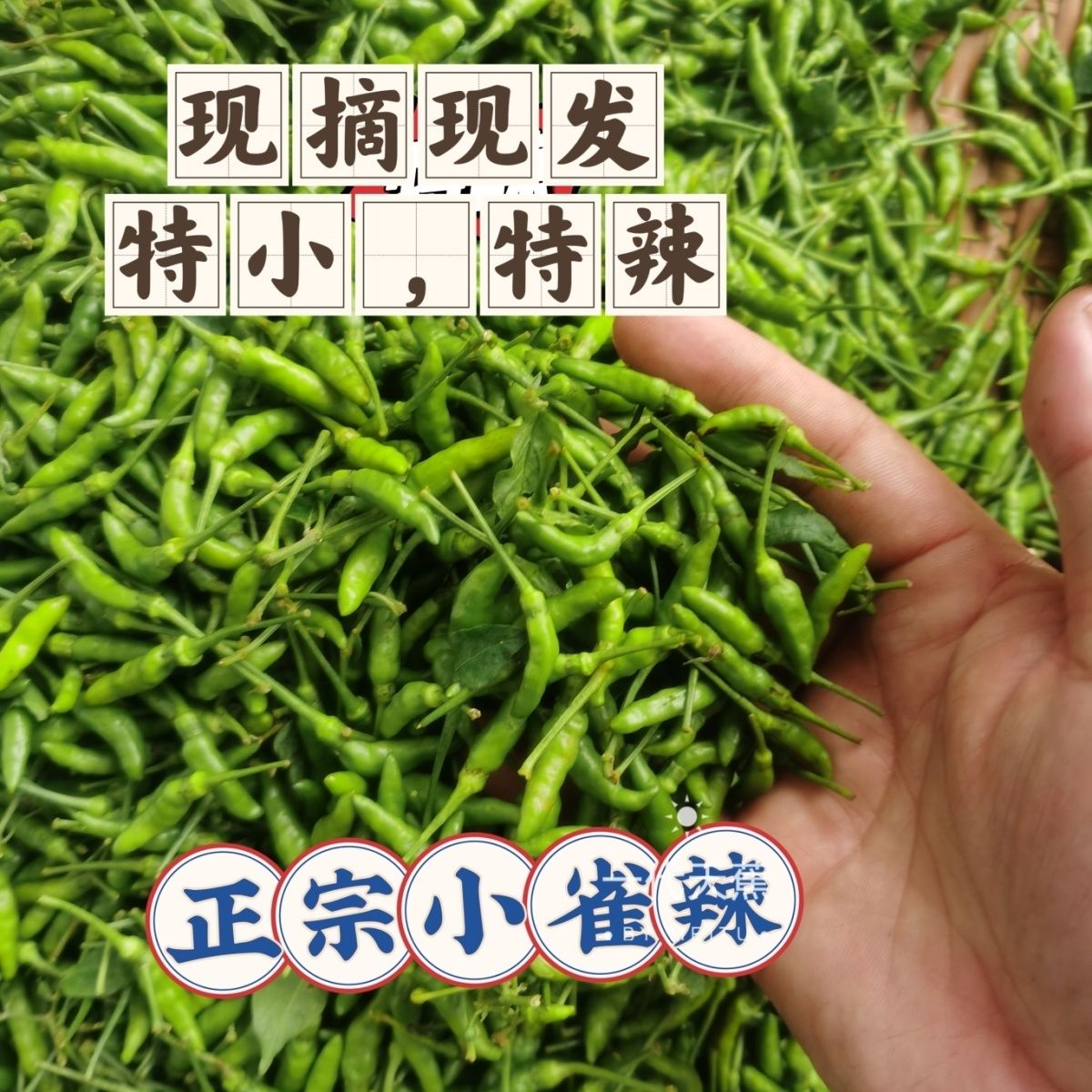 云南小雀辣椒新鲜现摘特小香辣脆爽魔鬼辣椒青绿批发产地直发包邮