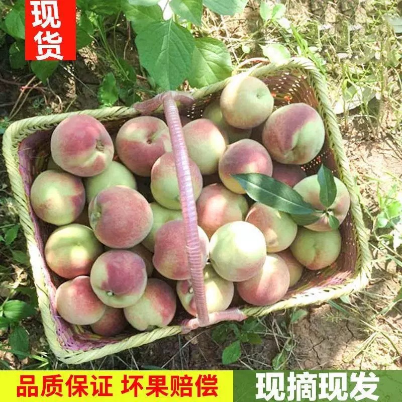 蜜桃脆甜桃子青州新鲜冬雪蜜桃水果青毛桃水蜜桃山东毛桃秋桃冬桃