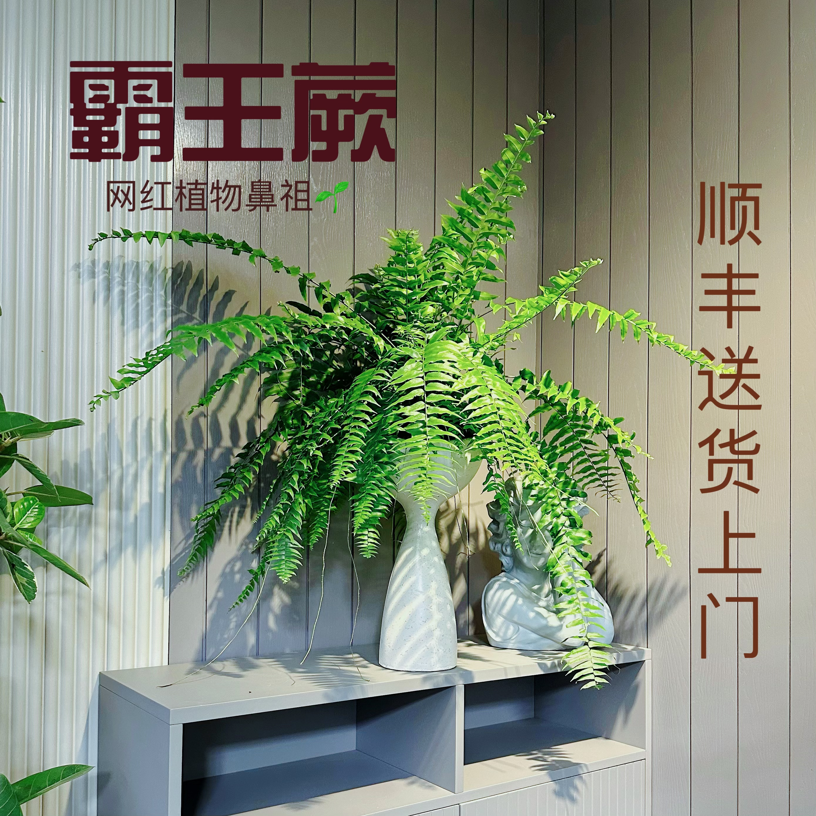 霸王蕨盆栽长叶肾蕨柠檬汁垂吊型客厅室内盆栽雨林绿植蕨类天花板