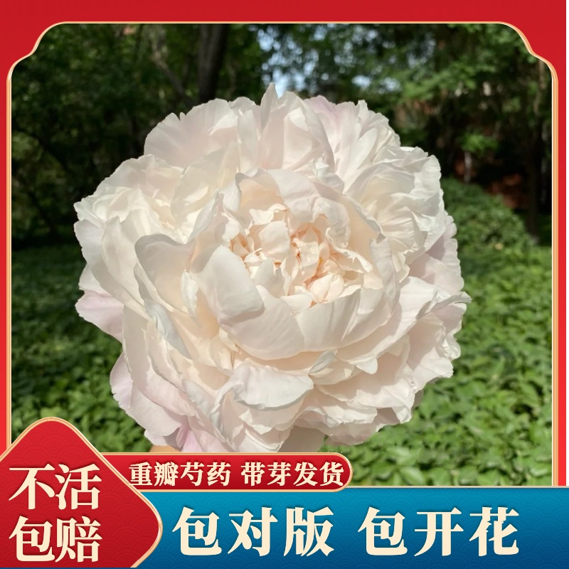 【栀子】裸根重瓣芍药庭院阳台地栽盆栽耐寒观赏草本春季