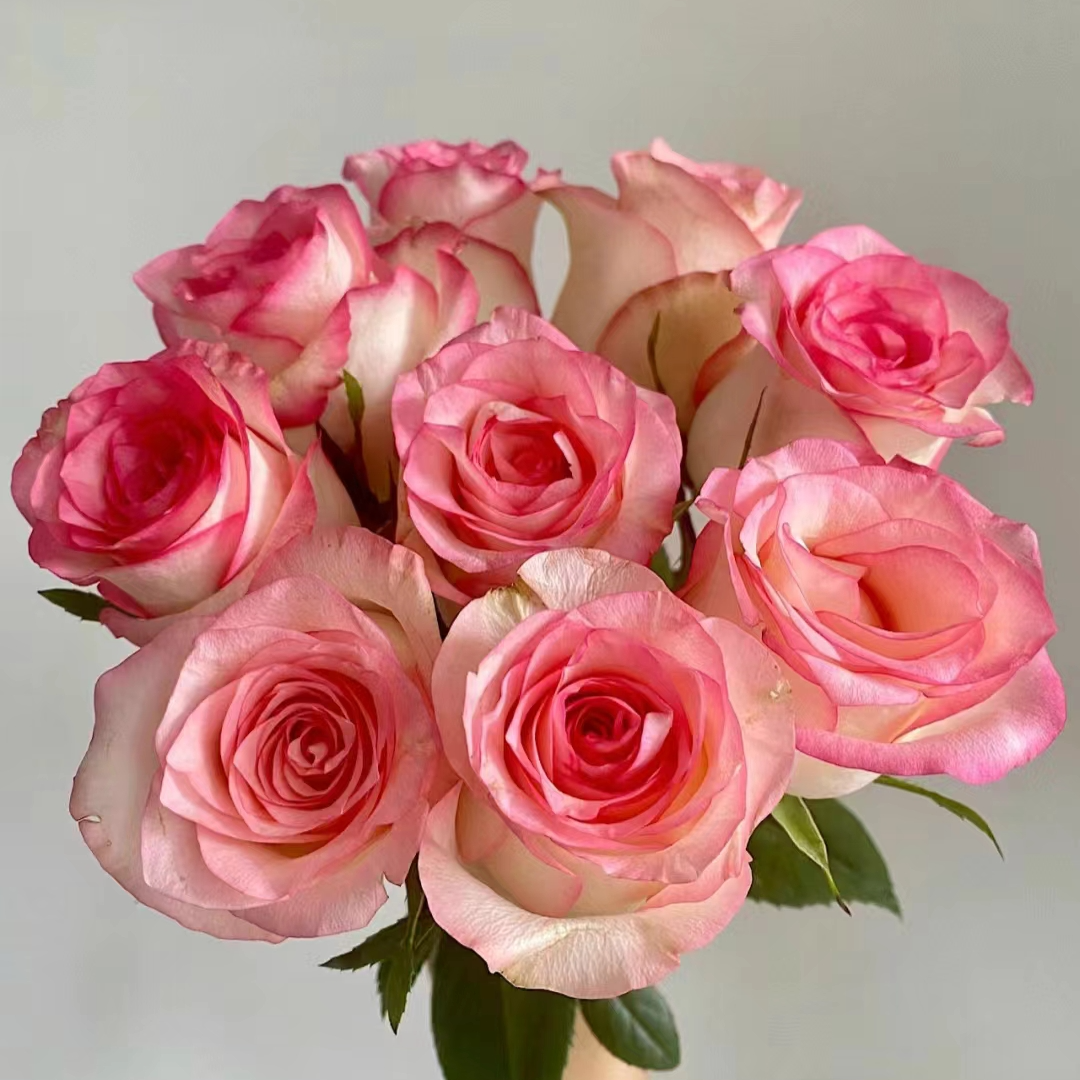 【王安园艺】艾莎玫瑰鲜花水养家用鲜切花基地优选高品质花卉